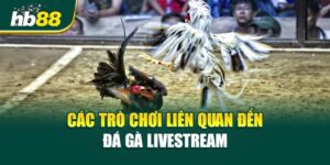 Đá Gà Livestream - Kèo Căng Đến Phút Chót
