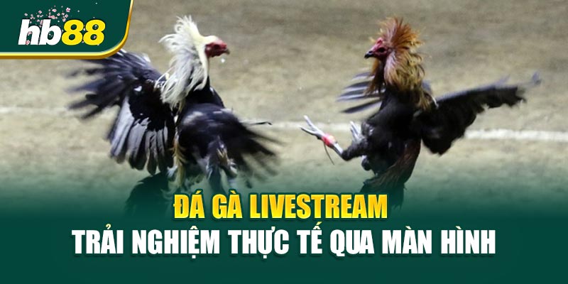 Đá Gà Livestream - Kèo Căng Đến Phút Chót 1 Đá Gà Livestream – Trải Nghiệm Thực Tế Qua Màn Hình