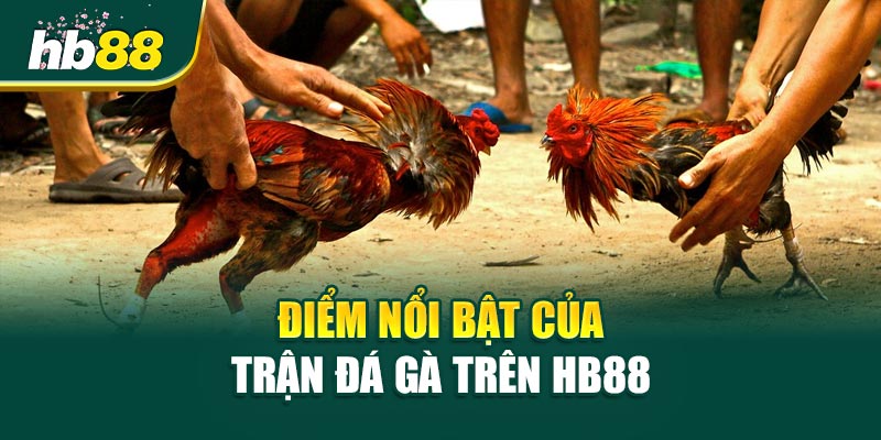 Trận Đá Gà Khiến Cả Sới Im Phăng Phắc 3 Điểm nổi bật của Trận Đá Gà trên HB88