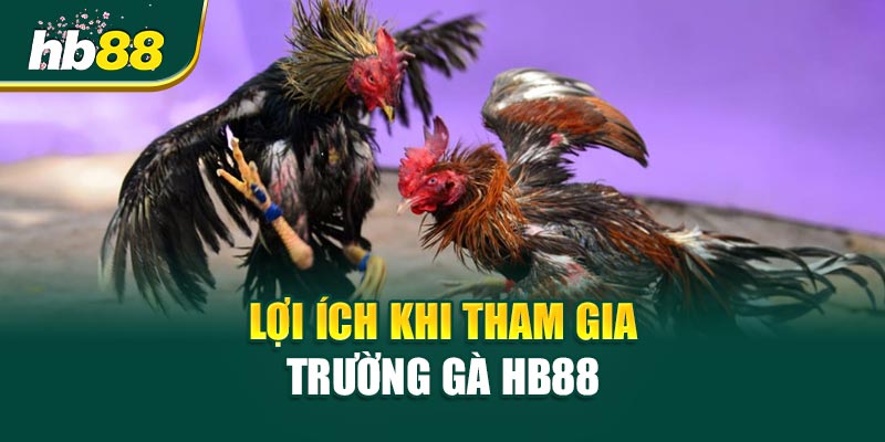 3 Lý Do Khiến Người Chơi Mê Mẩn Trường Gà HB88 3 Lợi Ích Khi Tham Gia Trường Gà HB88