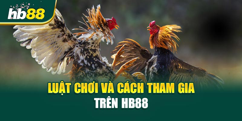 Trận Đá Gà Khiến Cả Sới Im Phăng Phắc 2 Luật chơi và cách tham gia trên HB88