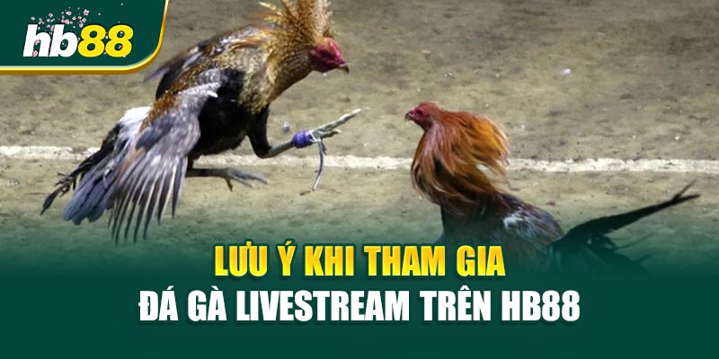 Đá Gà Livestream - Kèo Căng Đến Phút Chót 3 Lưu Ý Khi Tham Gia Đá Gà Livestream Trên HB88