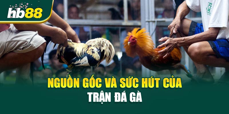 Trận Đá Gà Khiến Cả Sới Im Phăng Phắc 1 Nguồn gốc và sức hút của Trận Đá Gà