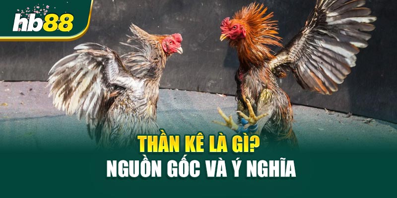Thần Kê Là Gì? Sự Thật Sau Những Cú Đá Tiền Tỷ 1 Thần Kê Là Gì? – Nguồn Gốc Và Ý Nghĩa